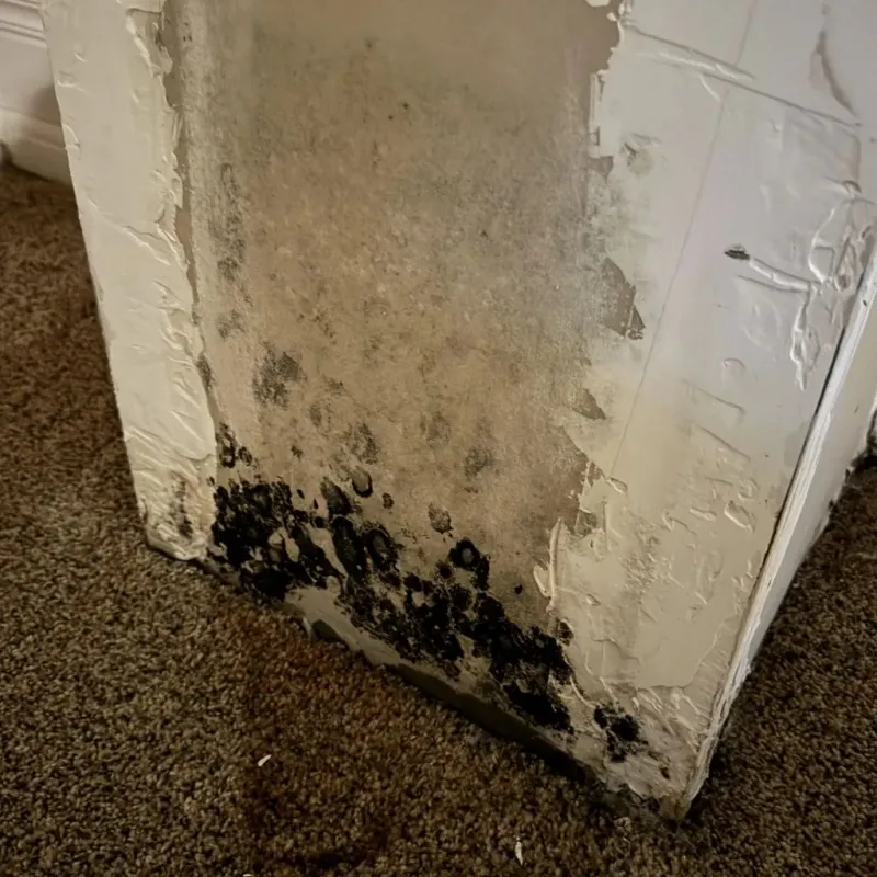 Professional Mold Removal in Odem, TX
